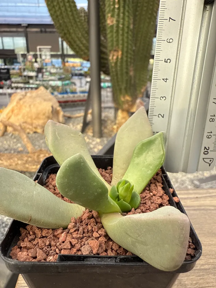 Cerochlamys pachyphylla