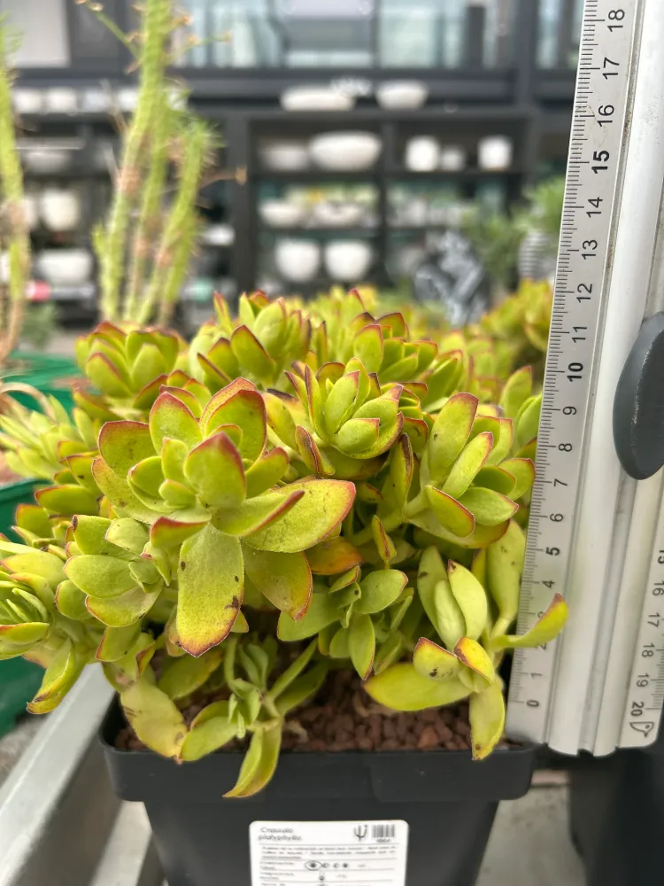 Crassula platyphylla