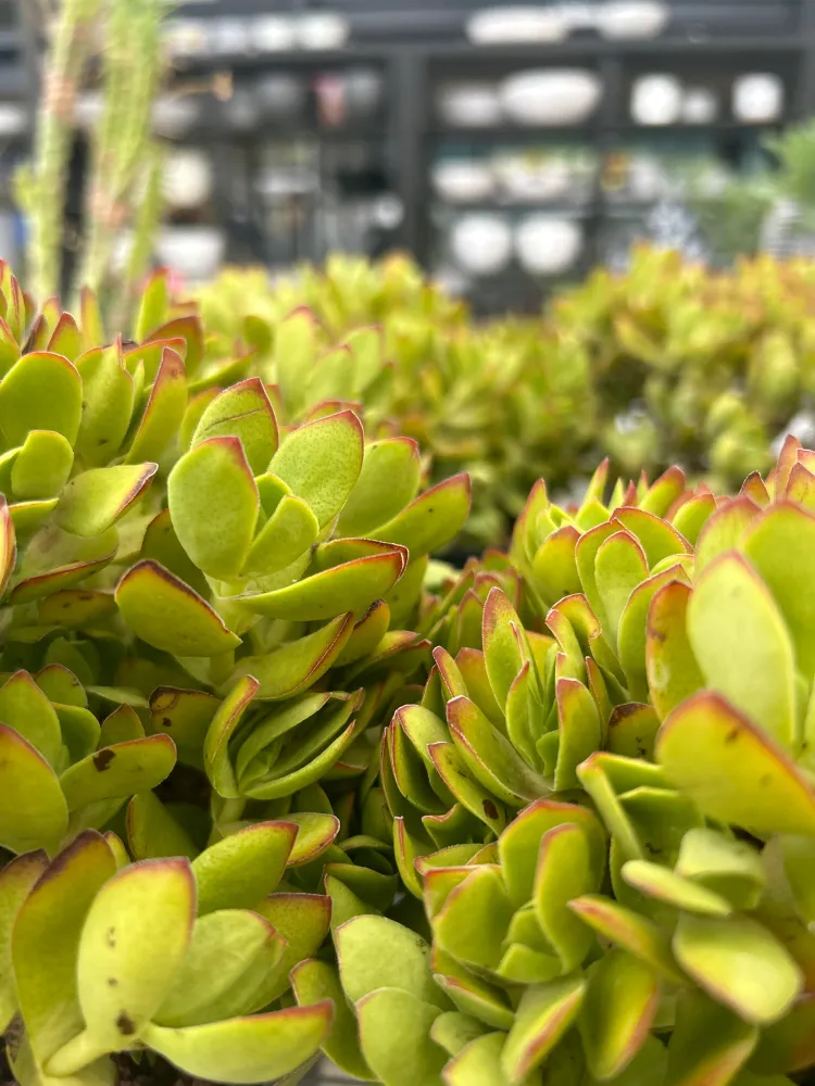 Crassula platyphylla
